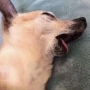 :DeadDoggo: