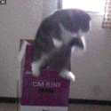EndlesslyFallingCat