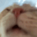 catLICK