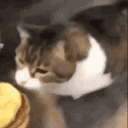 Chez_burger