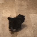 catleave