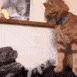 cat_fight