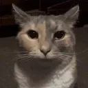 thefloor