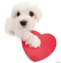 corazon