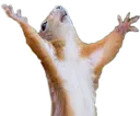 dramaticSquirrel