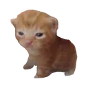 Robert Robert