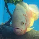 fishy
