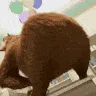 GYATTTT GYATTTT