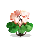 fsc_cyclamen