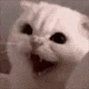 catahhhhh