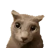 wtfcatting