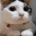 CATNOPERS