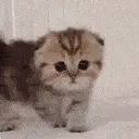 catArrive2