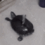 RT_Meneo Discord emoji
