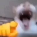catlaughatyou catlaughatyou