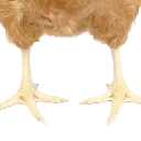 Chicken_Legs Chicken_Legs