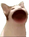 cat_blob