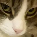 starfish_sideeye