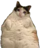 fat1 fat1