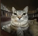 Staring_Cat
