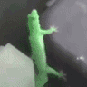 lizard_shock