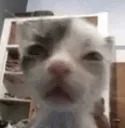 excuseme