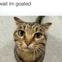 cat_imgoated