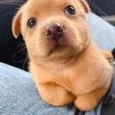 dog_dudereally