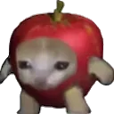 catapple