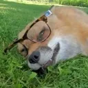 IRLFoxNerdGrass