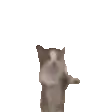z_cat_hype