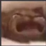 cat_Cry_Sob