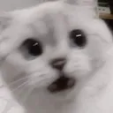 LA_CatShook