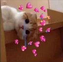 catlove