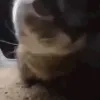 ChipiChipiChapaChapa