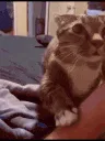 catOverAsk