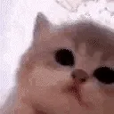 aaaaaaaaa