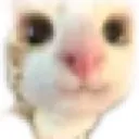 kindcat kindcat