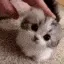 pats