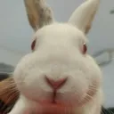 floquito