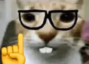 nerdcat