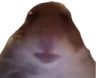jakobmoment