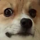 doge_stare doge_stare