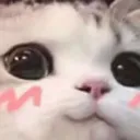 cute_cat_club