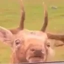 car car
