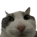 cat_waow
