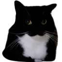 cat_uni