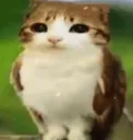 catowl
