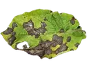 BlightFungusCore