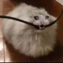 Zthecat Zthecat